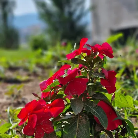 View * Lezhë